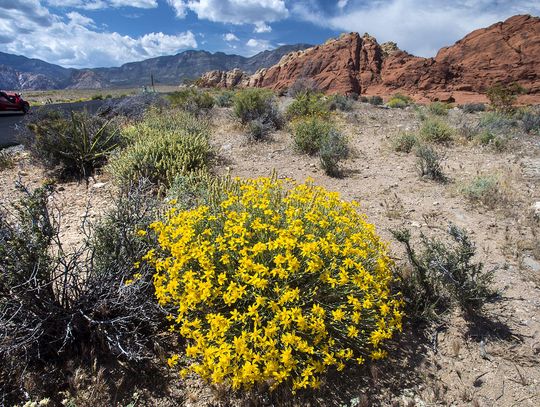 ACLU files long-threatened lawsuit alleging Nevada's overstretched rural public defender system is unconstitutional