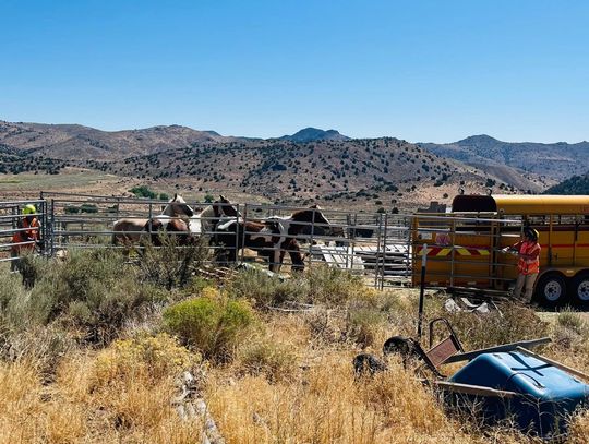 Arrest made in Storey County Horse Abuse Case