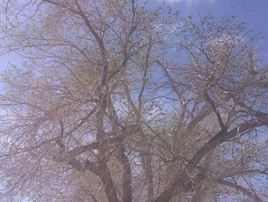 City to begin tree removal at In Town Park