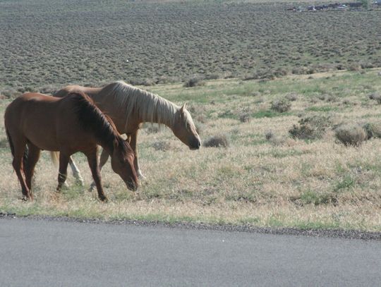 Congress looks at wild horses (again), and there are no easy solutions