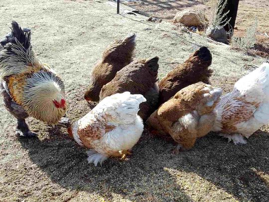 Extension provides series of Zoom classes on small-scale poultry farming