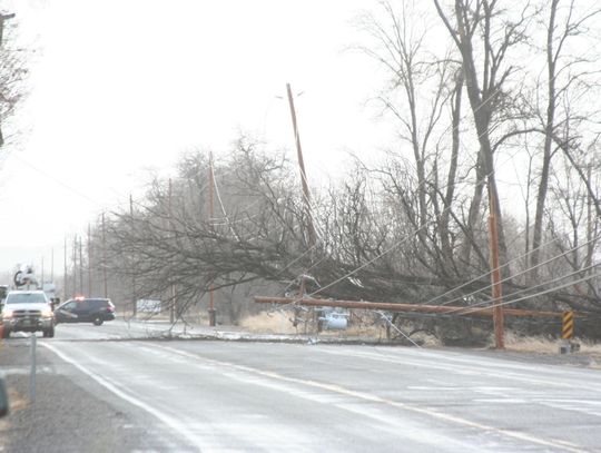 Fallen tree knocks down power lines