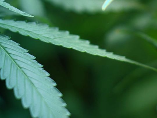 Fernley marijuana dispensary hosting grand opening Wednesday