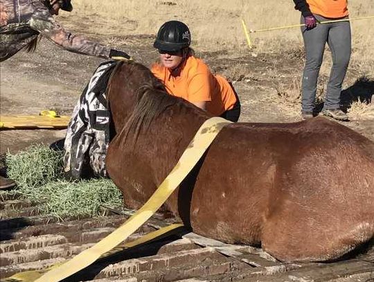 Fire crews help volunteers rescue wild horse stuck in cattle guard