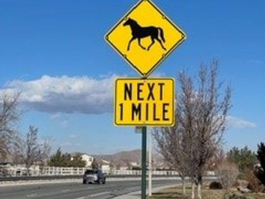 Holiday visitors advised to drive with caution in Wild Horse Country