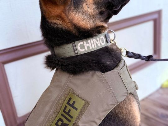 LCSO K9 apprehends suspect after Storey County pursuit