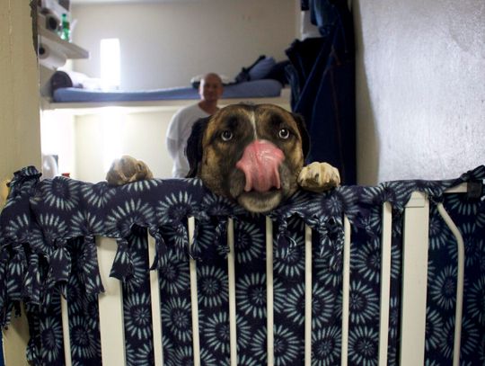 Lovelock prison program works to rehabilitate abused dogs, help inmates, veterans and first responders