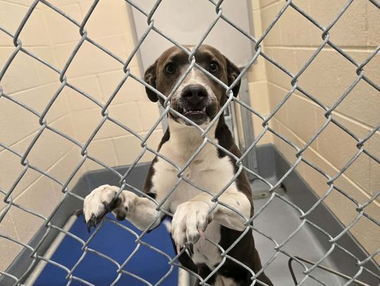 Lyon County asking for help to save dogs in over-capacity animal shelter