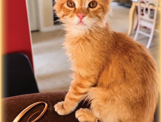Meet Copper: Precious Paws Kitten of the Week