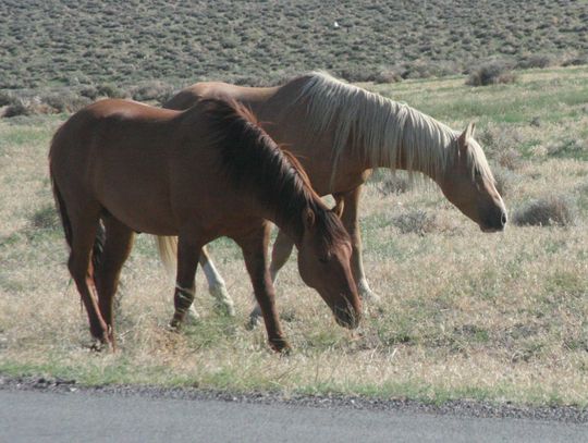 NDA and NDOT urge caution around Virginia Range feral horses