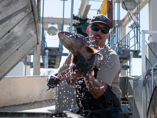 One recovery effort, two strains of fish. The complex comeback of Lahontan cutthroat trout