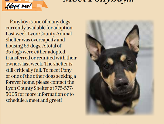 Pet of the Week - Meet Ponyboy at Lyon County Animal Shelter