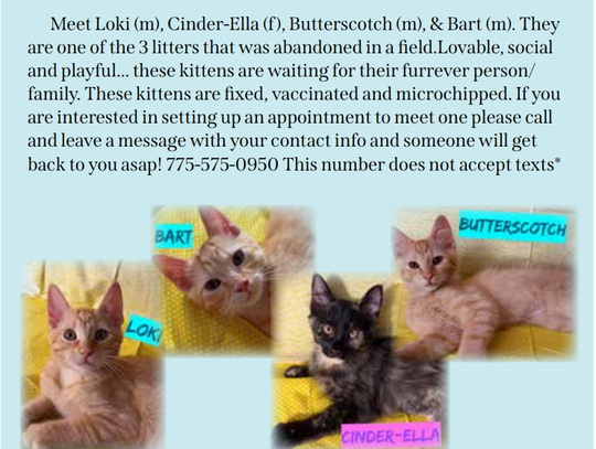 Pet of the Week - Precious Paws Society "Survivor" Kittens