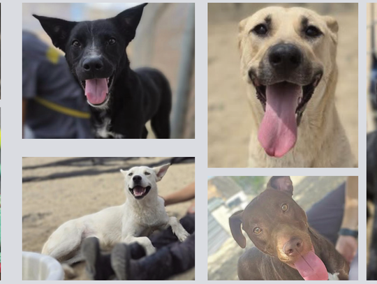 Pets of the Week: Lyon County Animal Shelter Is Full