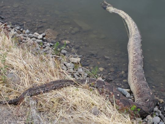 Photo: Snake found in TCID canal
