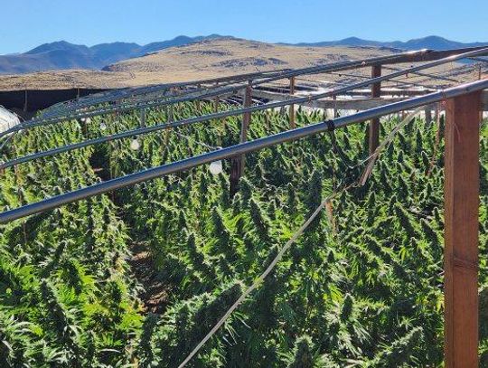 Sheriff’s office busts marijuana grow operation tied to Mexican cartels