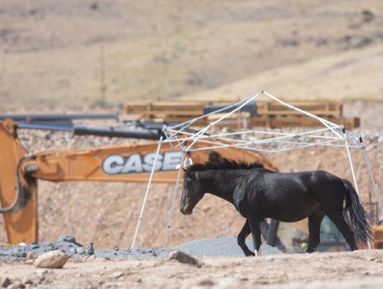 With horses facing summer heat and an uncertain future, Tahoe-Reno Industrial Center companies create new water sources