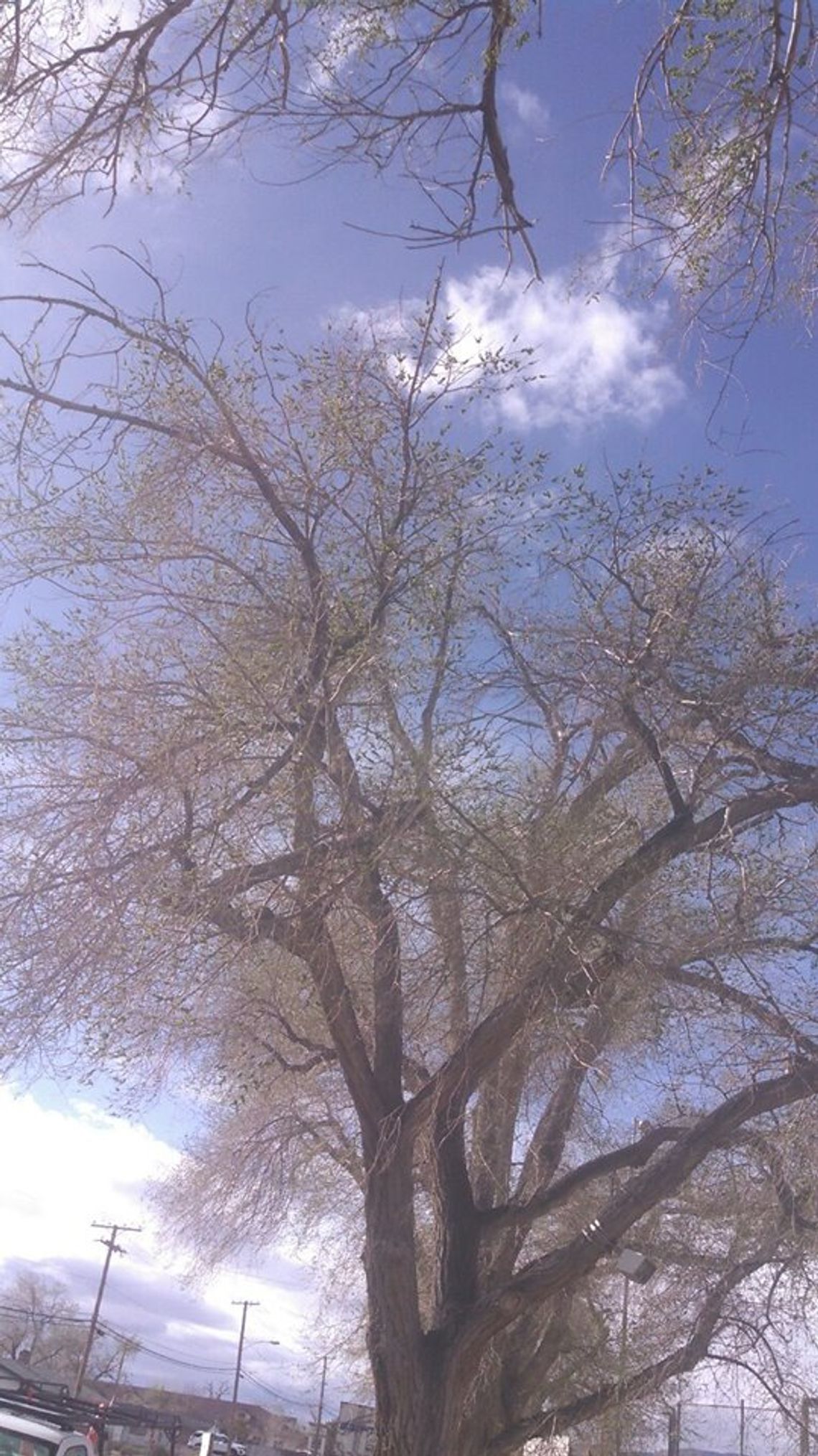 City to begin tree removal at In Town Park
