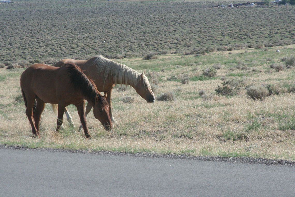 Congress looks at wild horses (again), and there are no easy solutions