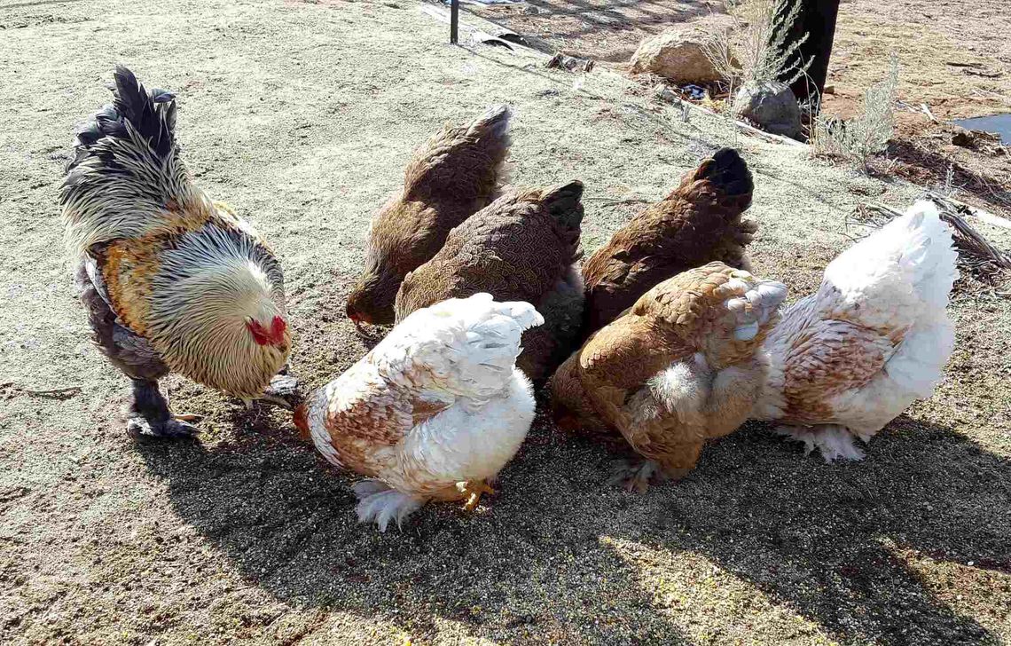 Extension provides series of Zoom classes on small-scale poultry farming