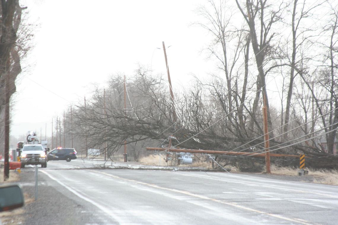 Fallen tree knocks down power lines