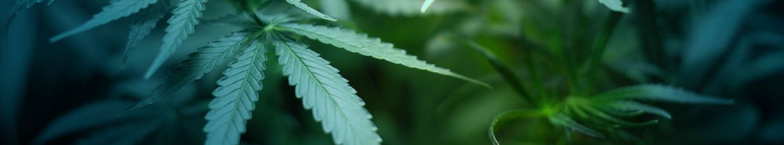 Fernley marijuana dispensary hosting grand opening Wednesday