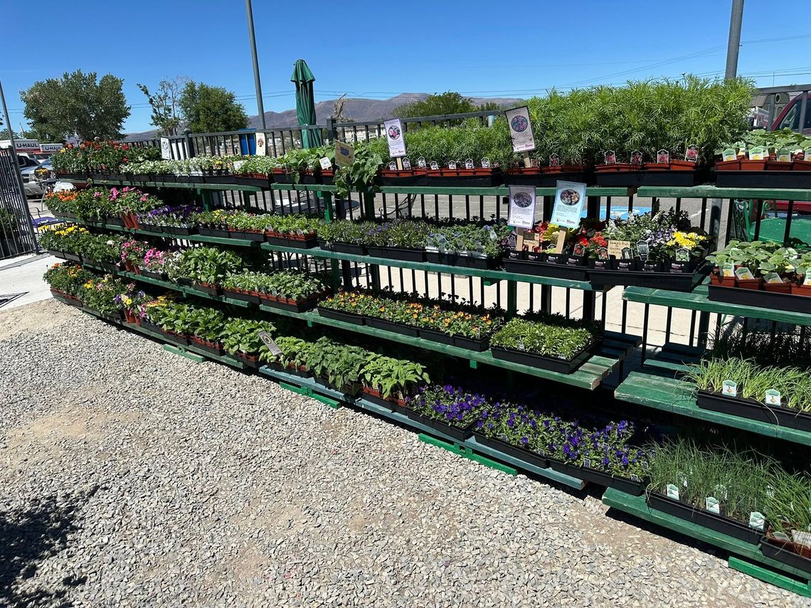 Fernley welcomes new local nursery with weekend soft opening Fernley welcomes new local nursery with weekend soft opening
