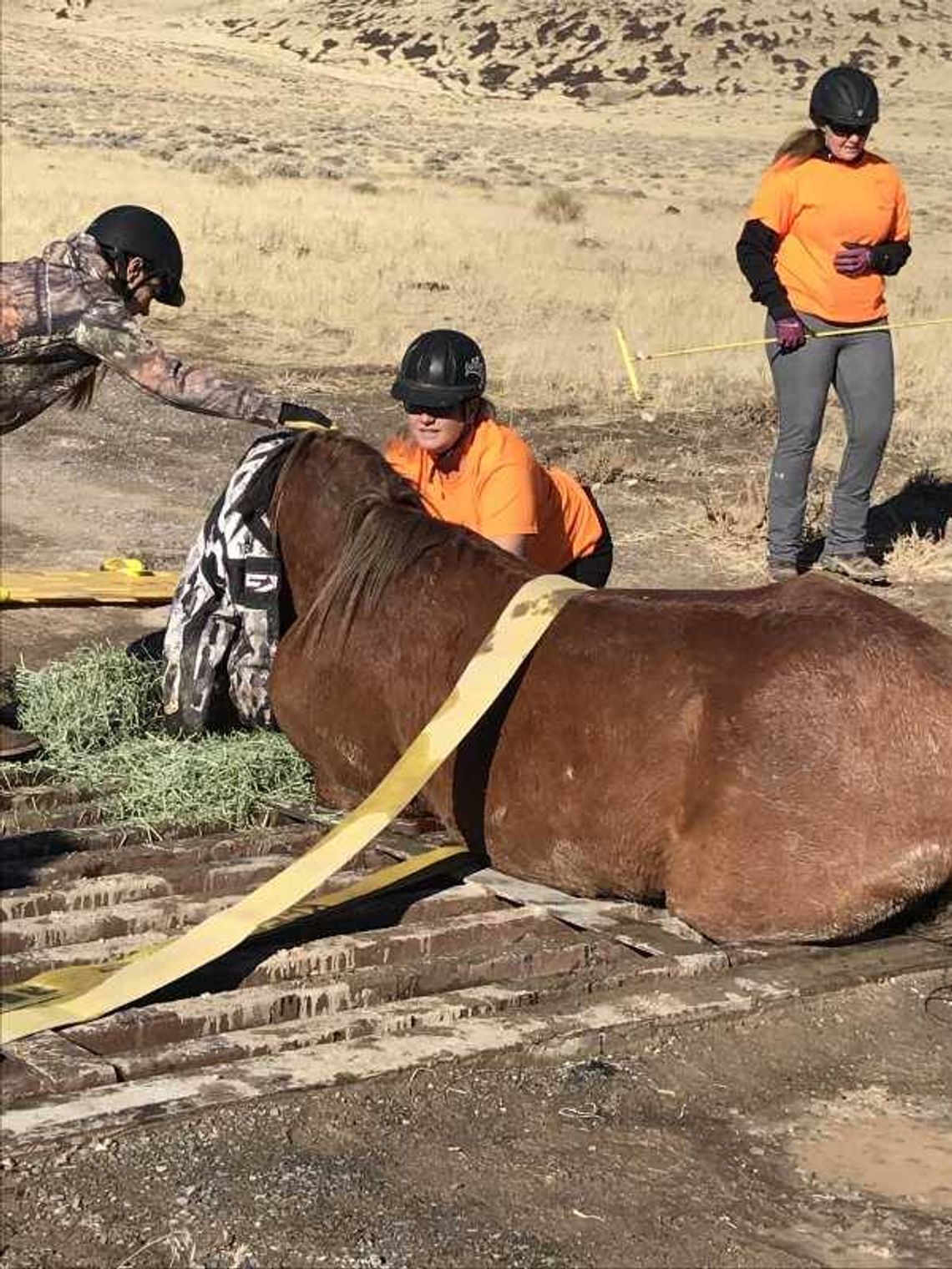 Fire crews help volunteers rescue wild horse stuck in cattle guard