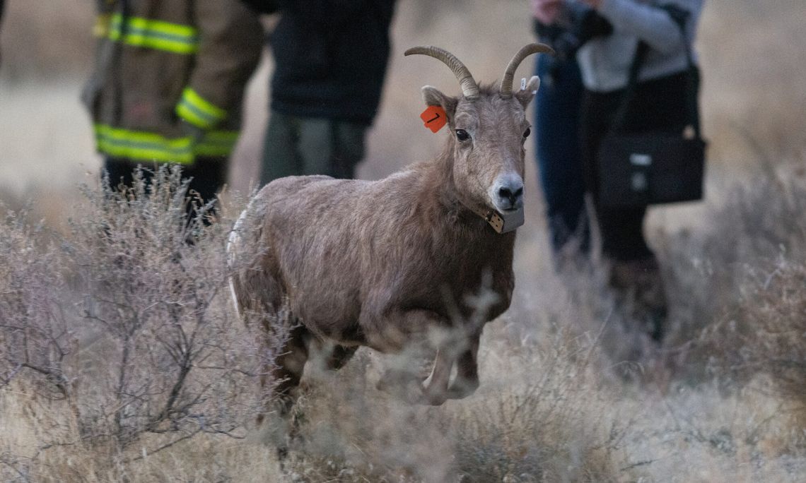 For Pyramid Lake Paiute Tribe, bighorn sheep reintroduction part of decades-long effort to recover wildlife