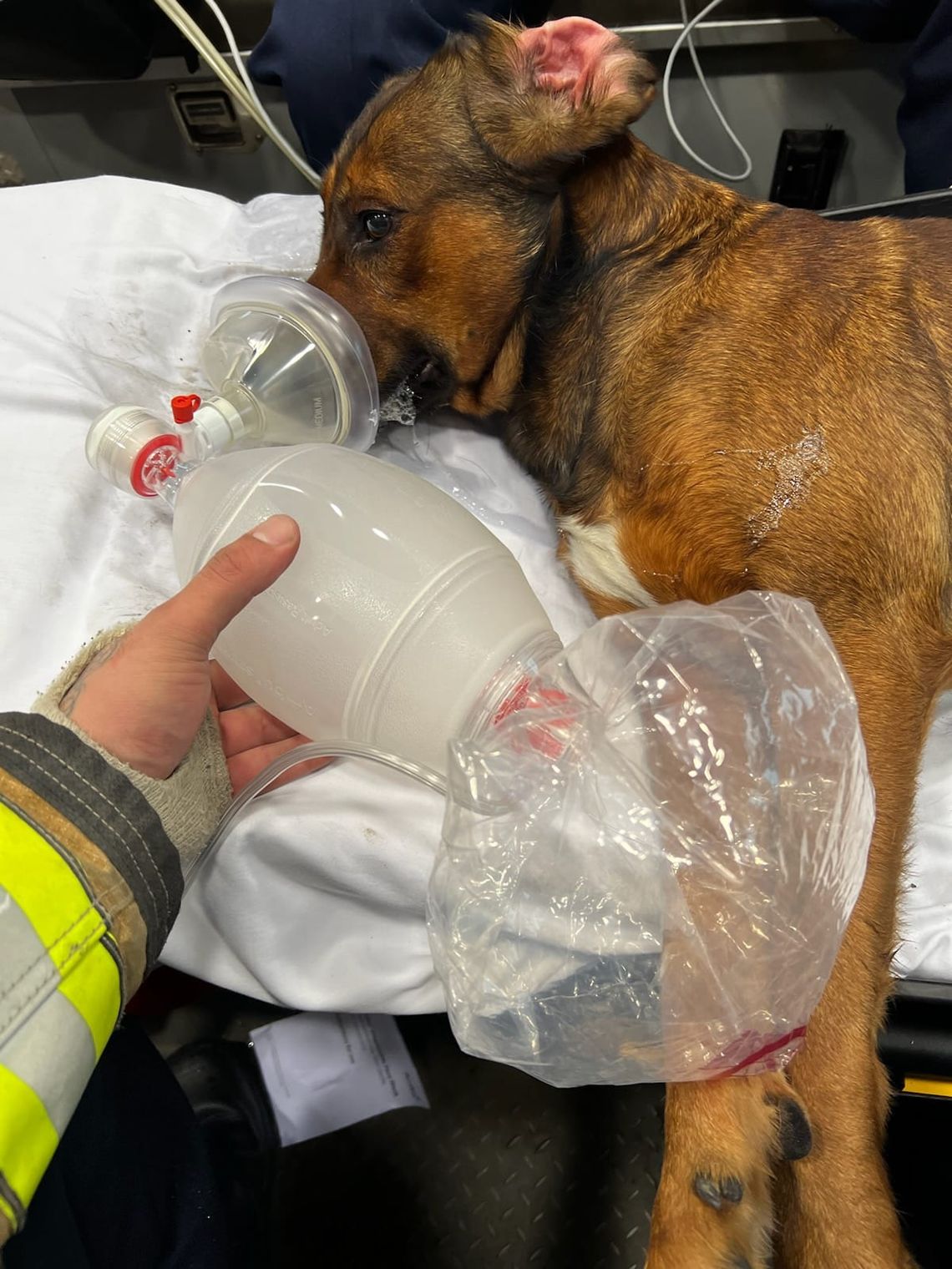 Four people, two dogs displaced after fire
