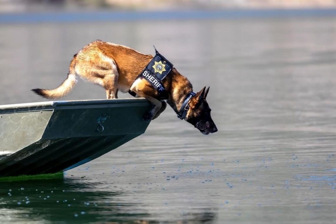 LCSO announces death of Search & Rescue K-9 LCSO announces death of Search & Rescue K-9