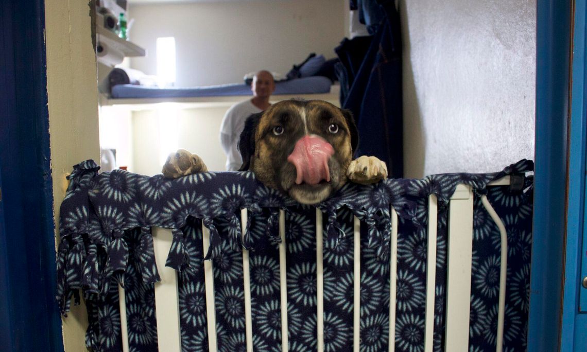 Lovelock prison program works to rehabilitate abused dogs, help inmates, veterans and first responders