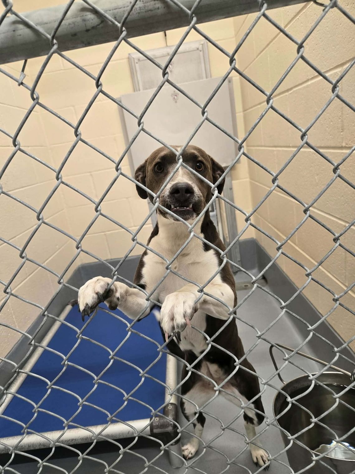 Lyon County asking for help to save dogs in over-capacity animal shelter