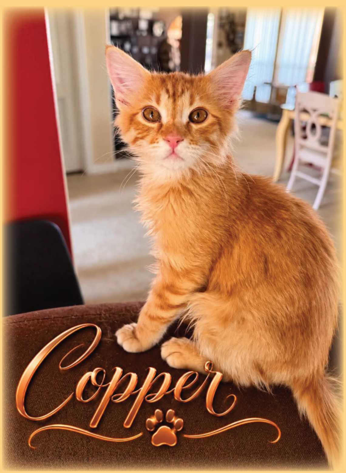 Meet Copper: Precious Paws Kitten of the Week