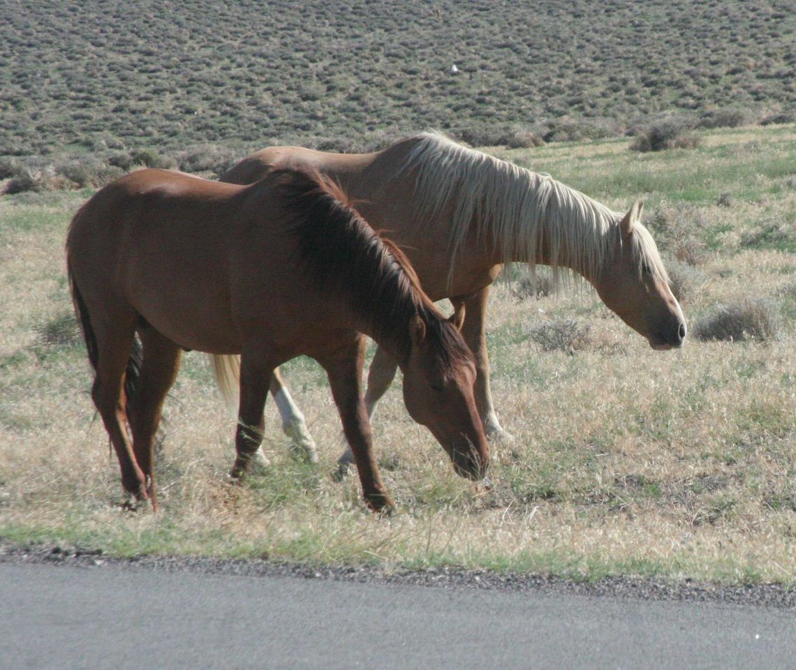 NDA and NDOT urge caution around Virginia Range feral horses