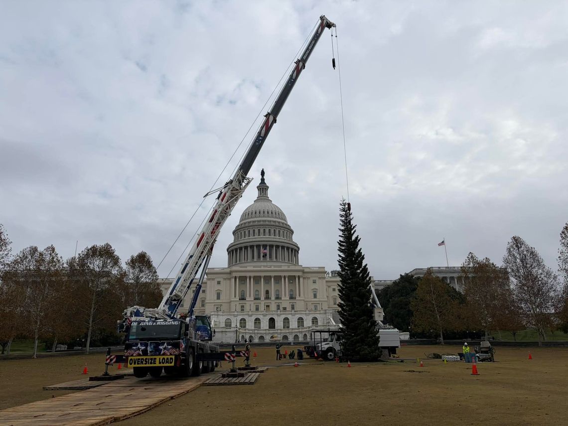 Nevada’s “Silver Belle” Takes Center Stage Tonight at U.S. Capitol Christmas Tree Lighting Nevada’s “Silver Belle” Takes Center Stage Tonight at U.S. Capitol Christmas Tree Lighting