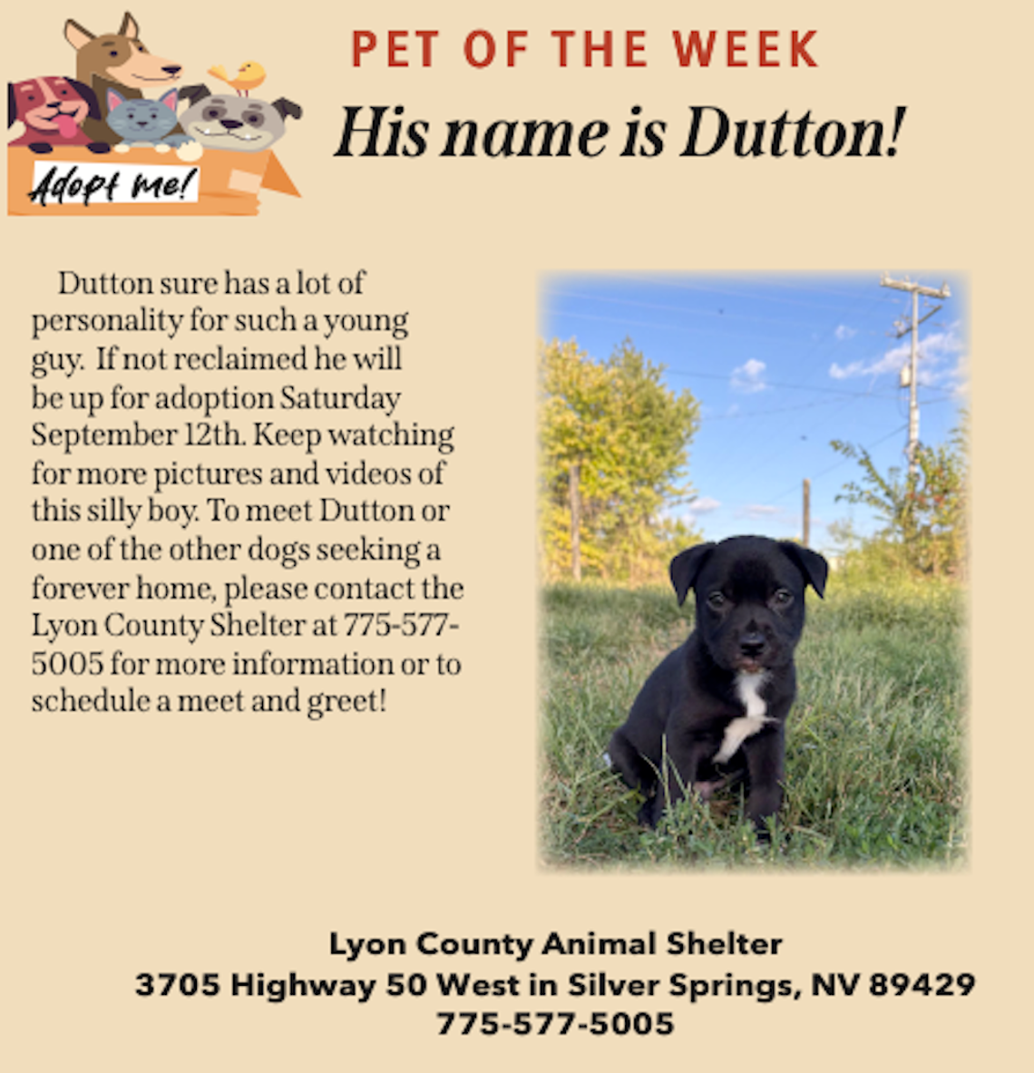 Pet of the Week