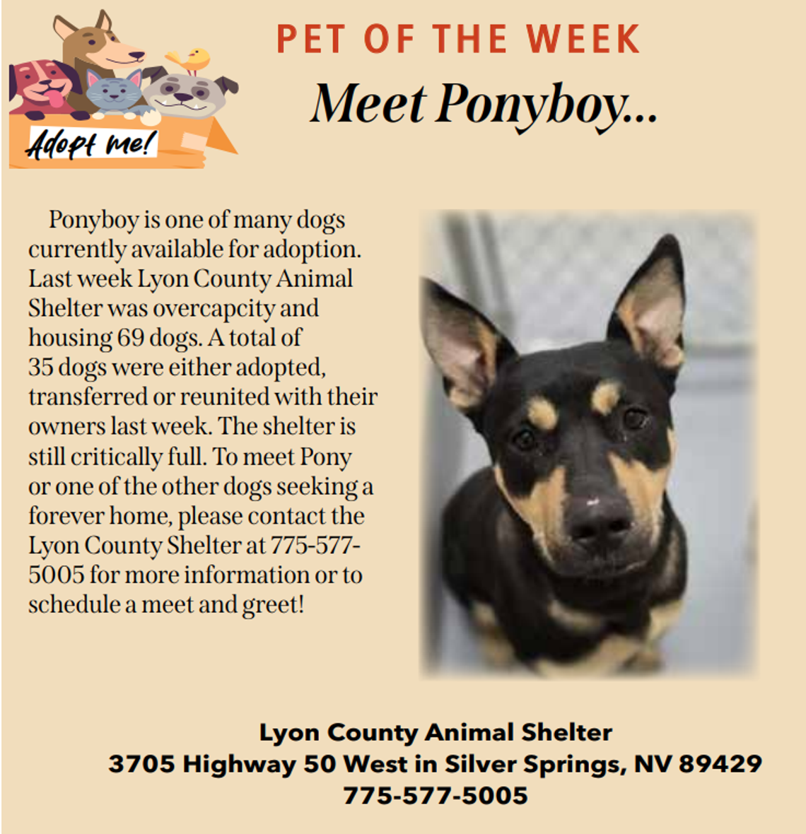Pet of the Week - Meet Ponyboy at Lyon County Animal Shelter