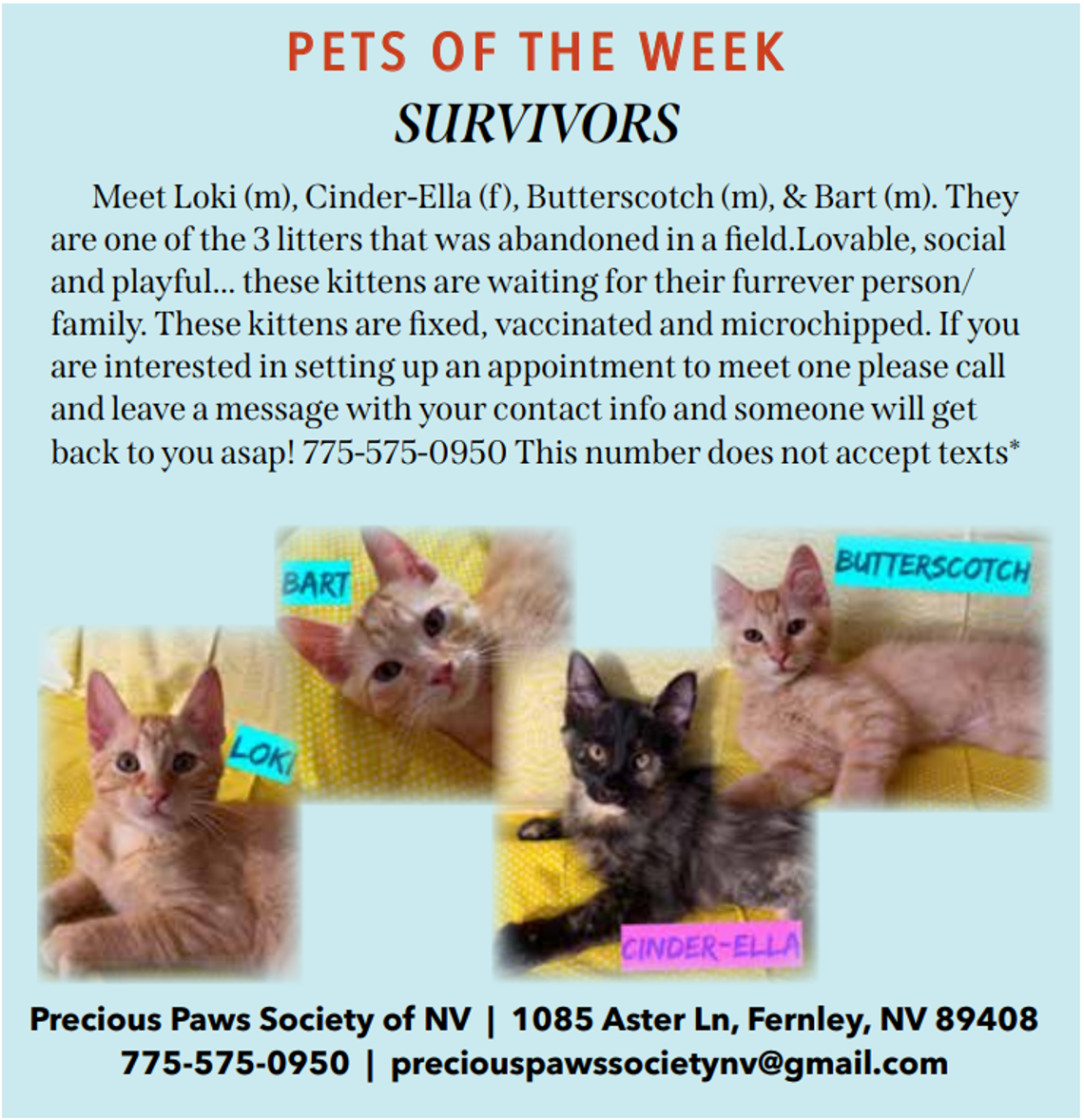 Pet of the Week - Precious Paws Society "Survivor" Kittens Pet of the Week - Precious Paws Society "Survivor" Kittens