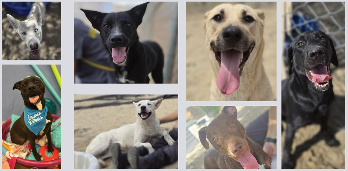 Pets of the Week: Lyon County Animal Shelter Is Full Pets of the Week: Lyon County Animal Shelter Is Full