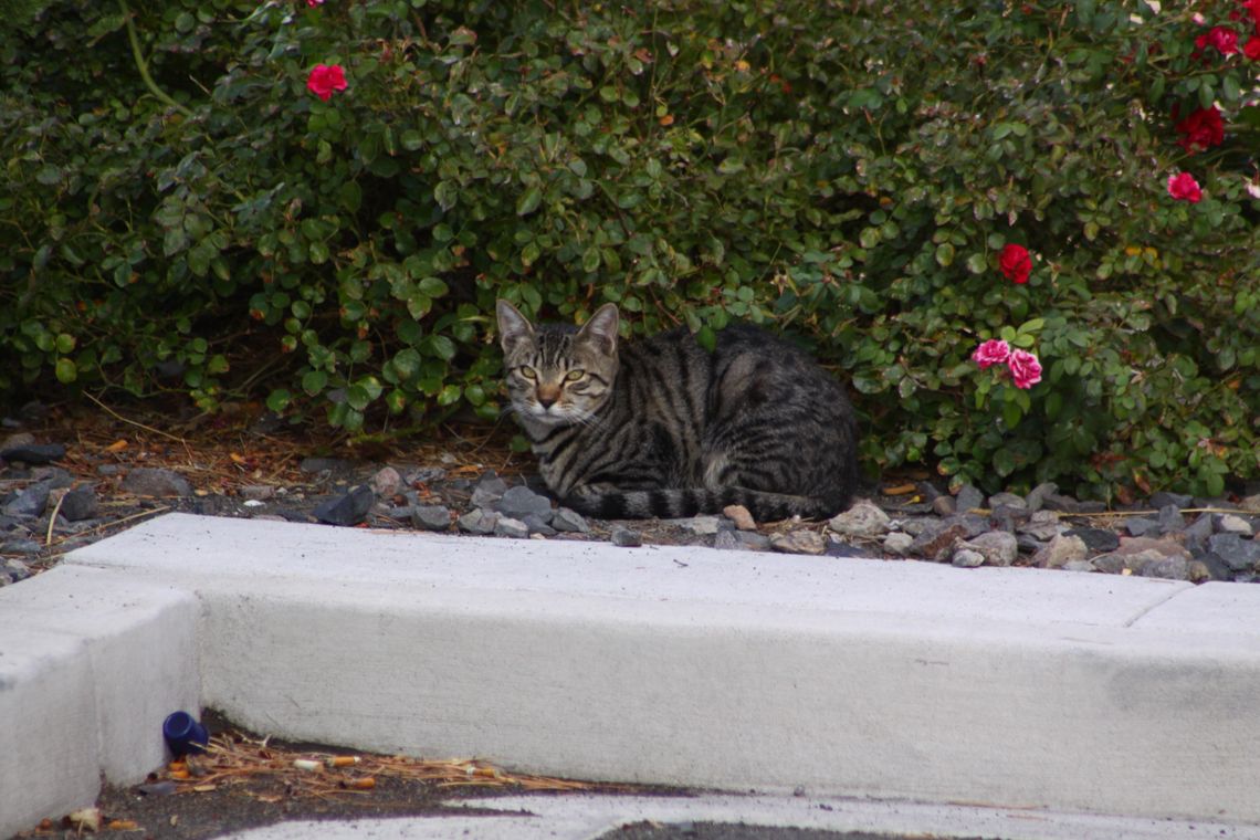 Photo: A cat takes a rest at Terrible's Travel Center in Fernley.