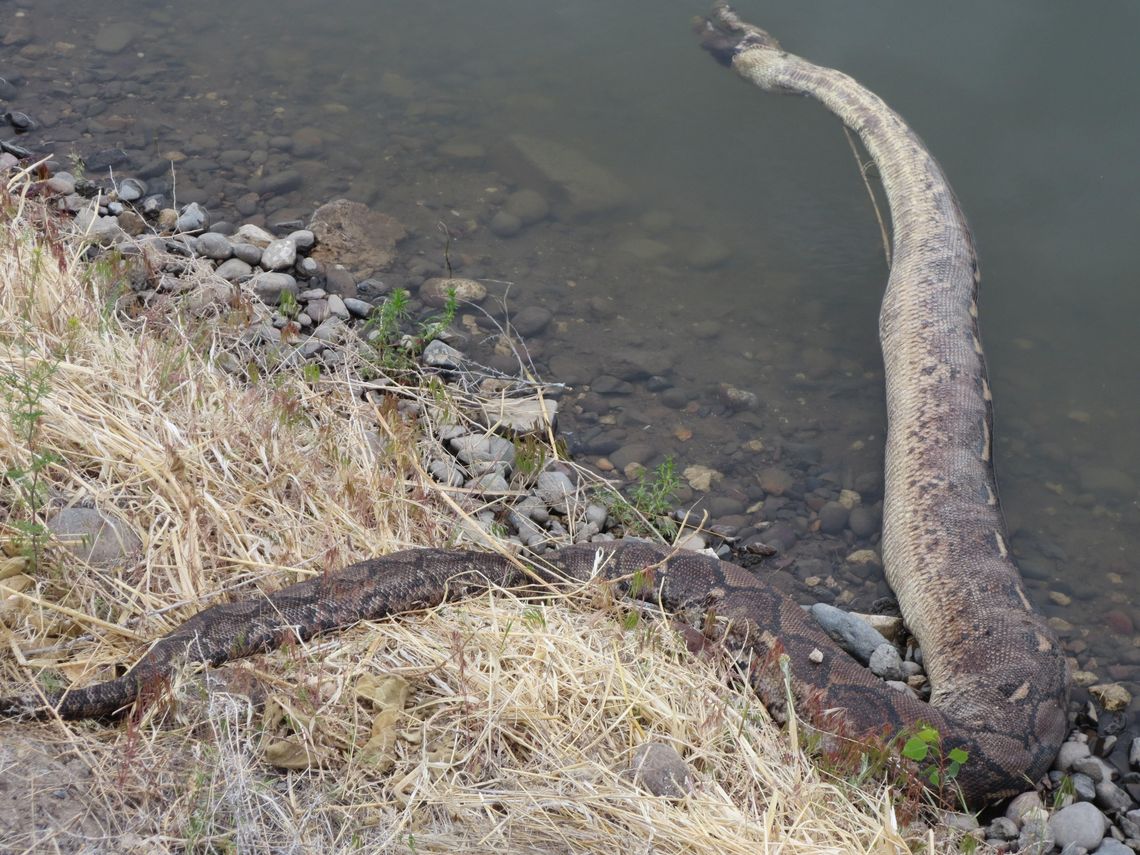 Photo: Snake found in TCID canal
