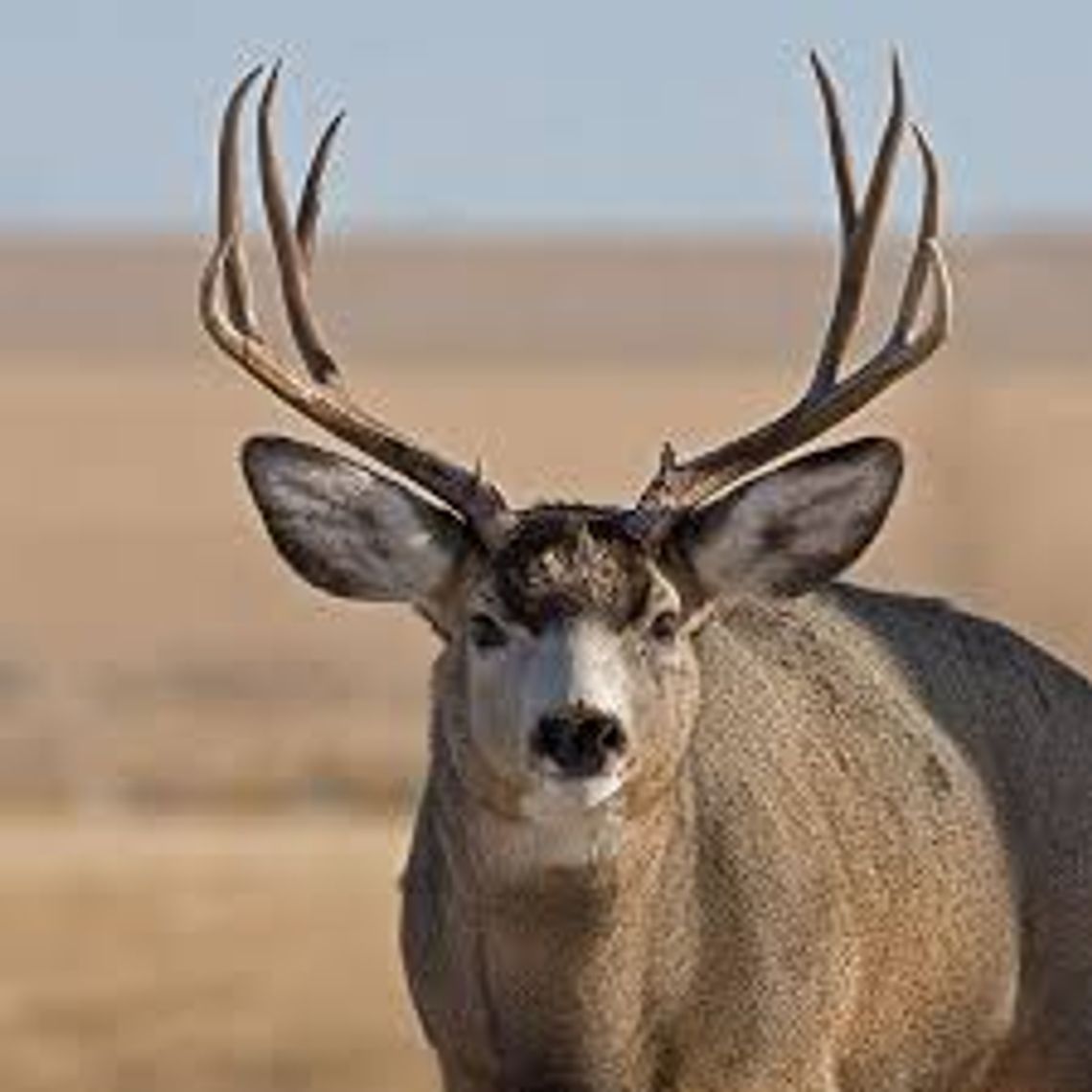 Shed hunters urged to respect wildlife and habitat