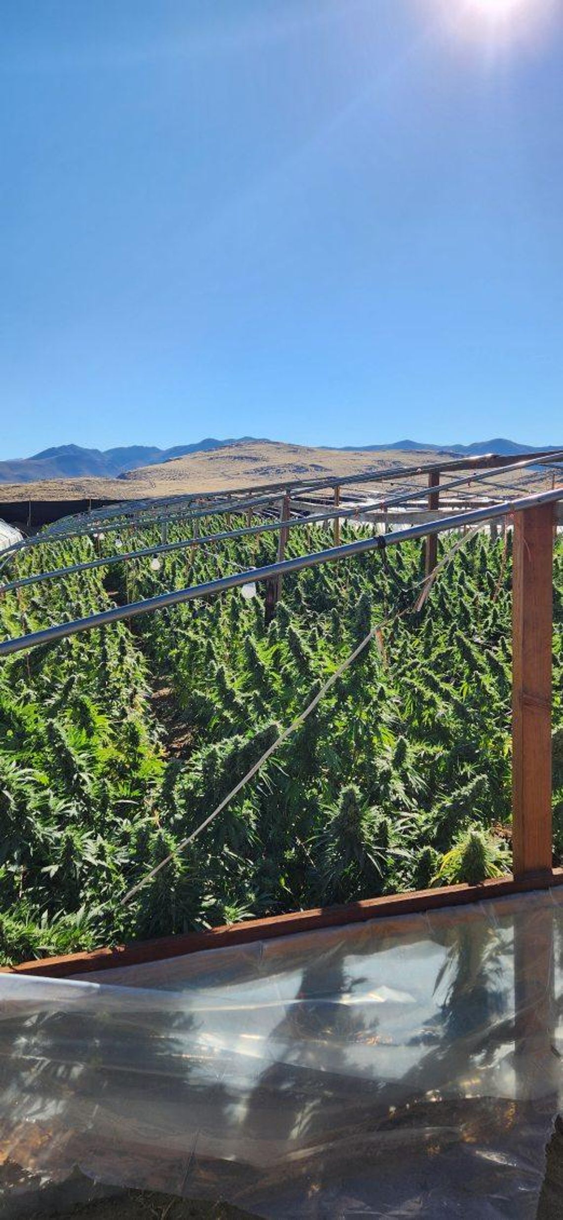 Sheriff’s office busts marijuana grow operation tied to Mexican cartels