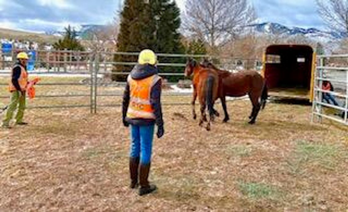 Volunteers needed for Large Animal Technical Rescue