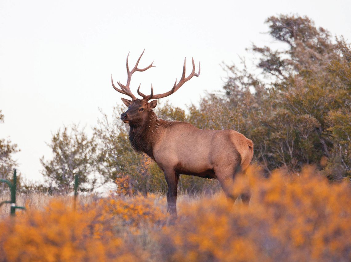 Why are some of Nevada’s elk dying each spring? Researchers seek answers