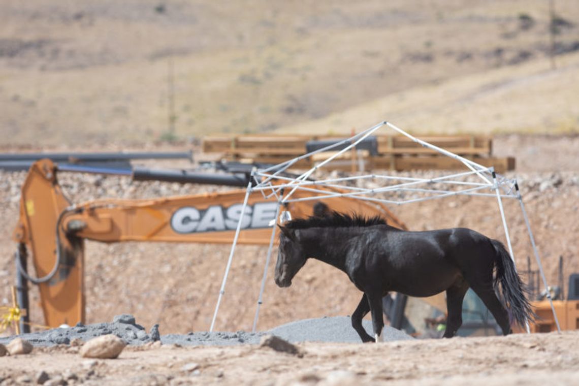 With horses facing summer heat and an uncertain future, Tahoe-Reno Industrial Center companies create new water sources