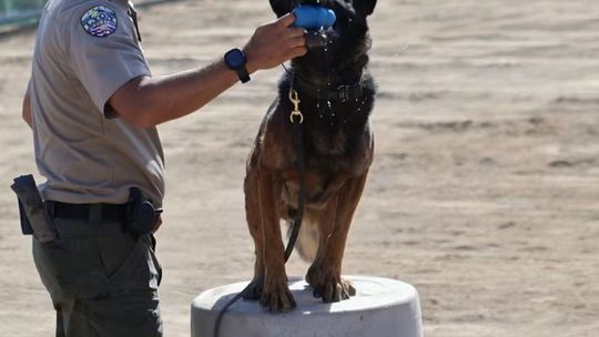 K9 Ares and Deputy Brian Kharrl at the K9 Unit Challenge.