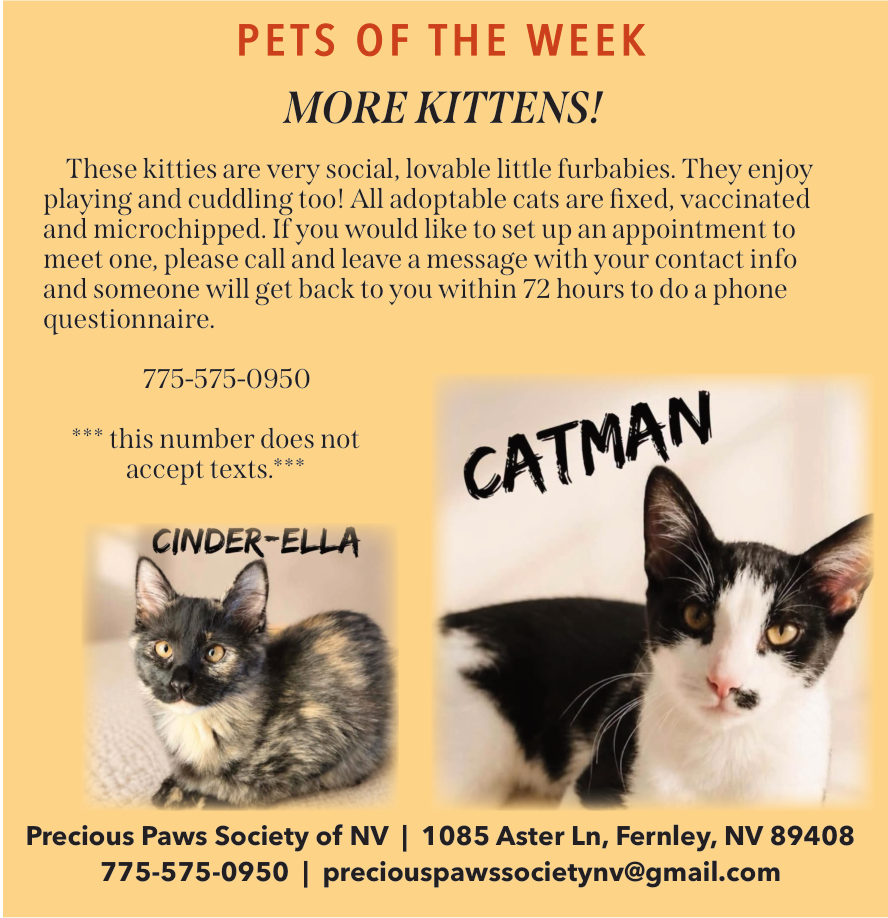 Precious Paws kitten announcement featuring Cinder-Ella and Catman